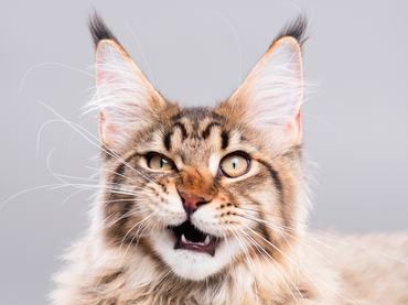 Portrait of domestic black tabby Maine Coon kitten - 5 months old. Cute striped kitty looking at camera. Beautiful young cat make funny face on grey background.