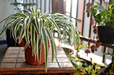Spider plant, zöldike,  Chlorophytum comosum, csokrosinda