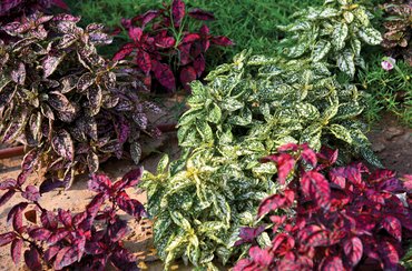 Pettyeslevél növény