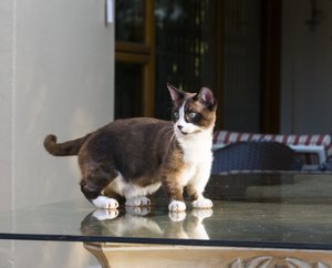 munchkin macska