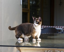 munchkin macska