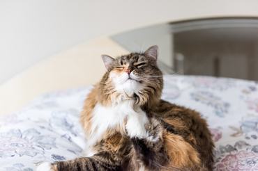 Maine coon vakarózik, viszket, bolhás