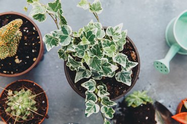 Borostyán hedera helix mérgező