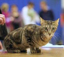 Sokoke macska kiállításon- Shani LundborgDK   Heikki Siltala (catza.net) képe