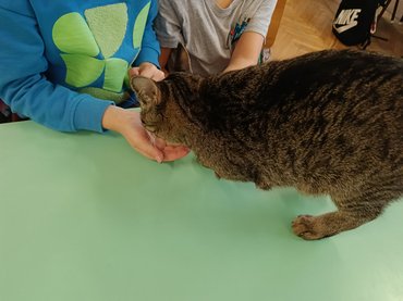 Jiji munka közben