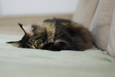 Szomorú maine coon egy kanapén fekszik