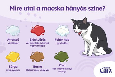 Mire utal a macska hányás színe grafika