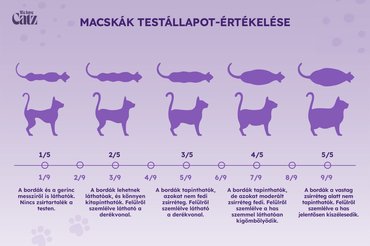 Macskák testállapota grafika