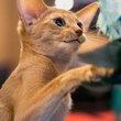 abyssinian plays