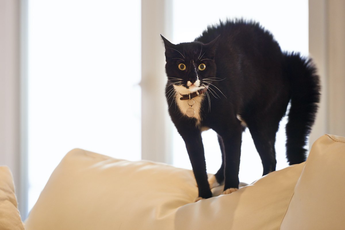 afraid cat