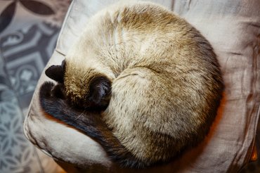 alvó sziámi macska