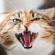 angry cat
