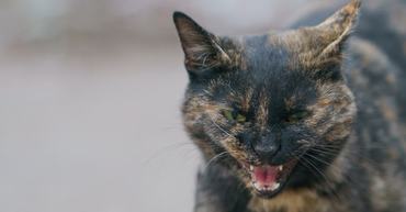 angry tortoiseshell cat