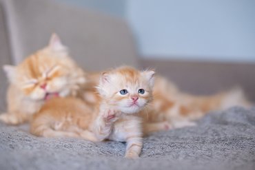 anya cica kölykével