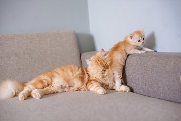 anyamacska kölykével