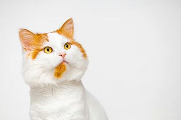 beatiful ginger and white cat in a studio