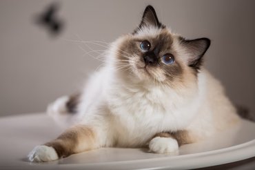 beautiful birman cat