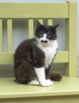 beautiful black and white cat sitting on a bench