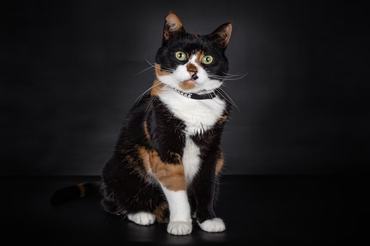 beautiful calico cat in studio
