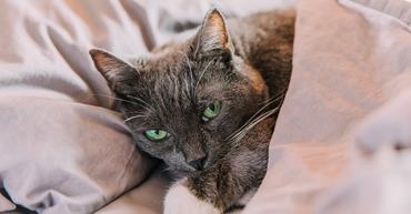 beautiful gray cat resting under a duvet