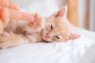 beteg vörös kiscica