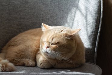 beteg vörös macska fekszik