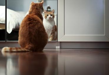 big ginger cat watching itself in the mirror