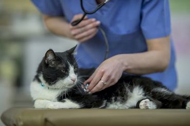 black and white cat at the vet
