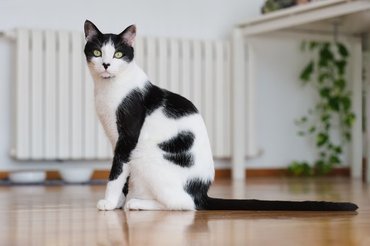 black and white cat in a living room