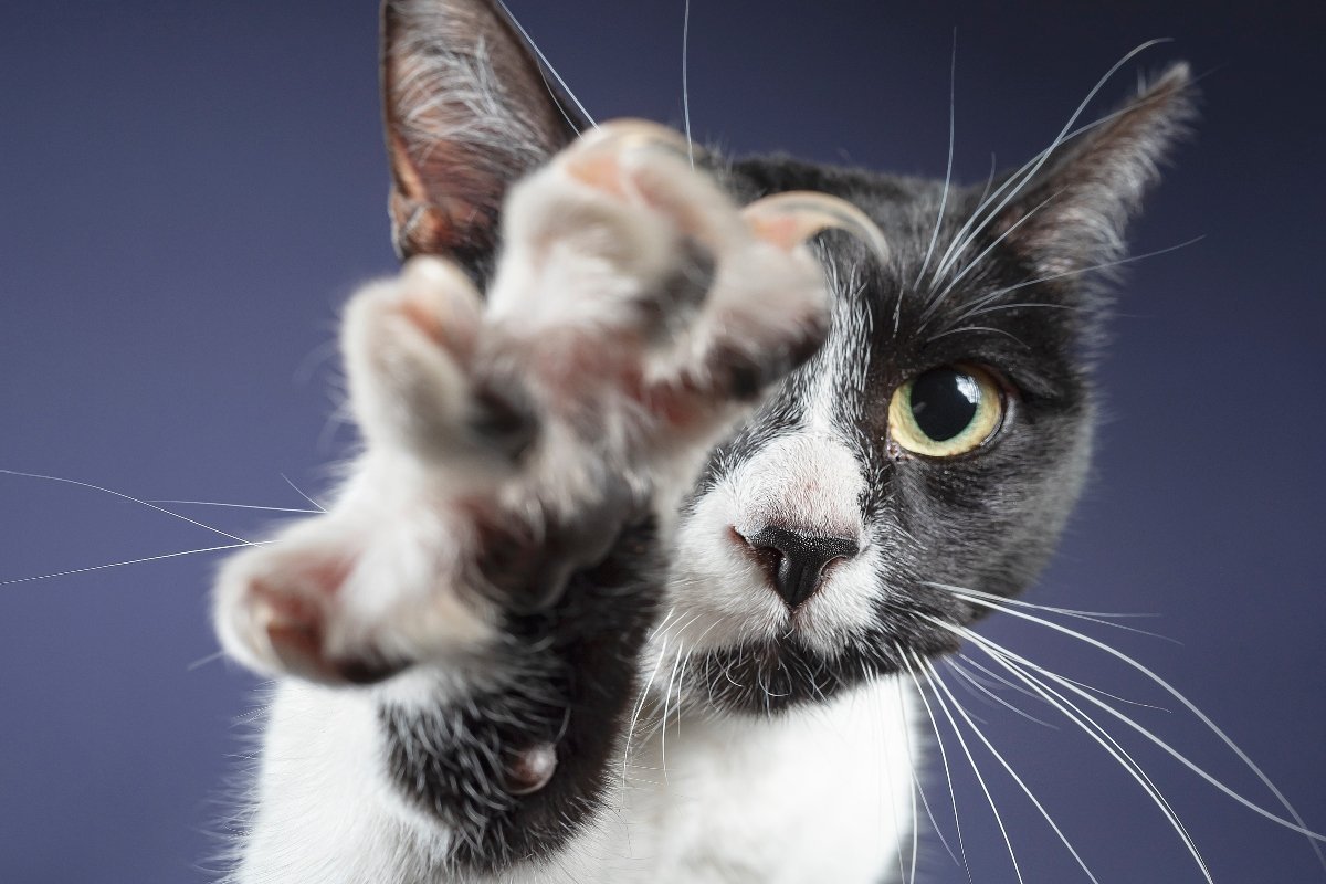 black and white cat shows its claws