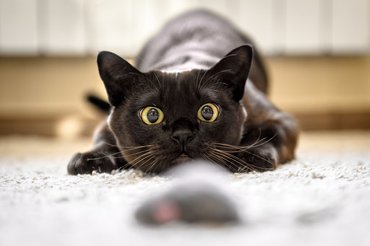 black cat hunting a toy mouse