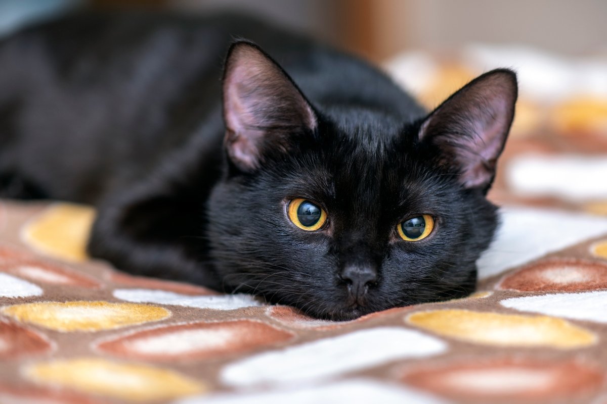 black cat lying in bed