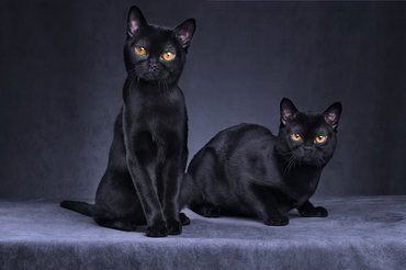 bombay cats