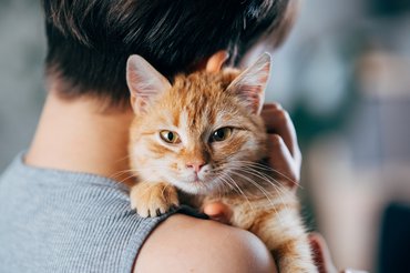 boldog cica a gazdi karjában