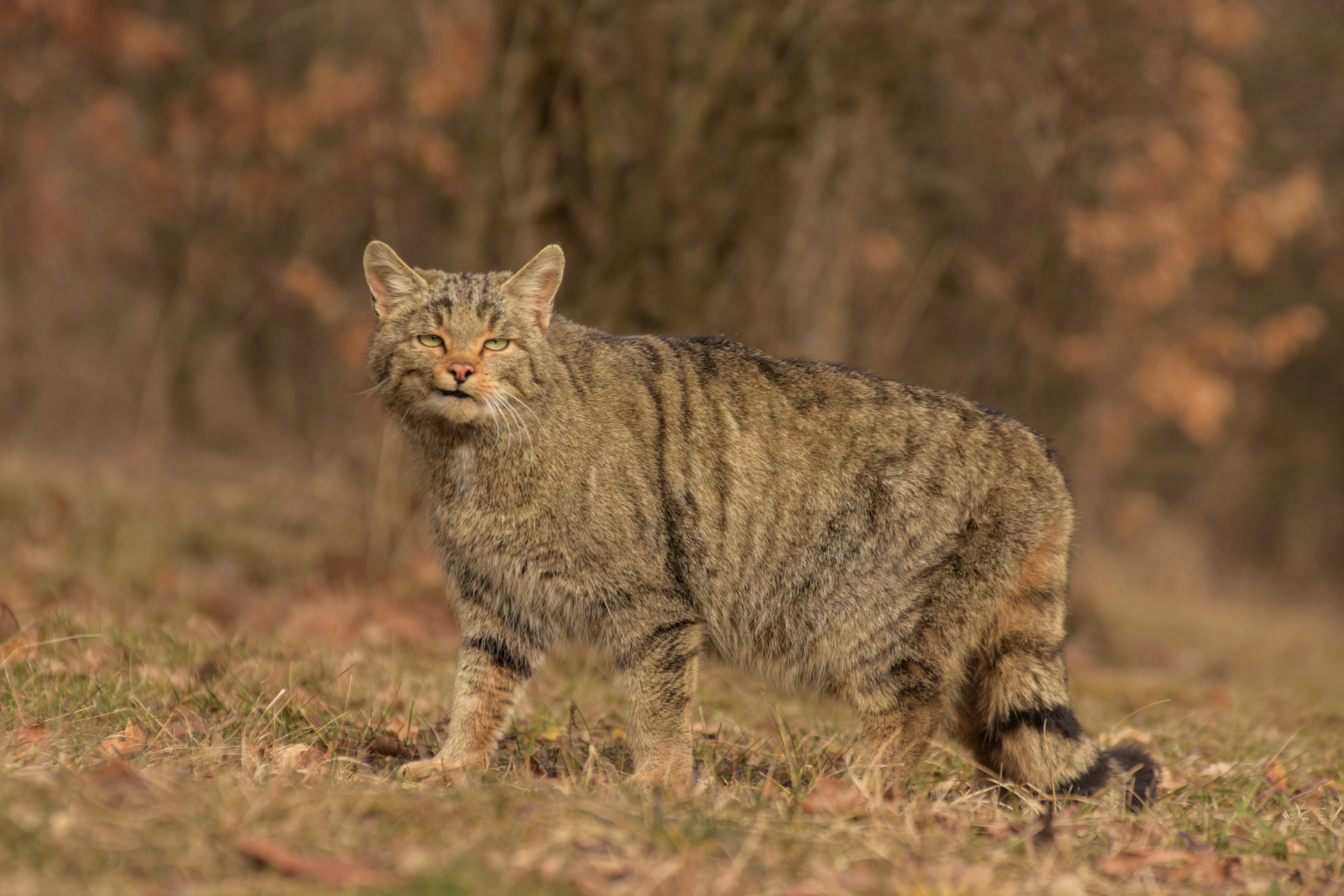 borzsony wildcat