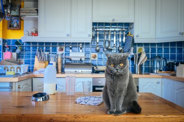 british shorthair on a kitchen counter