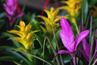 bromelia