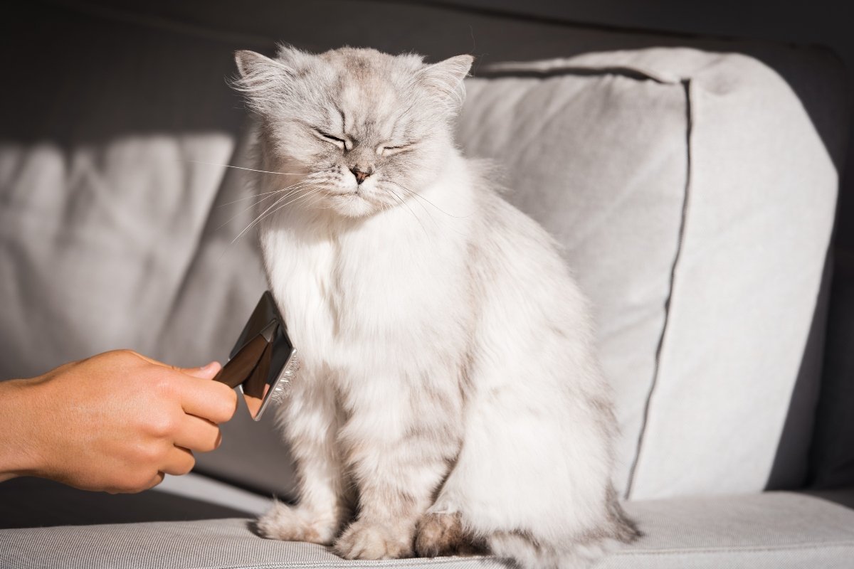 brushing a cat