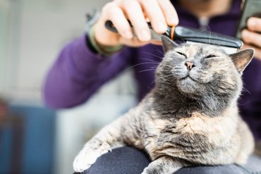 brushing a happy cat
