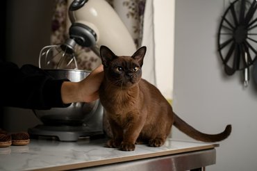 burma cat on a kitchen counter