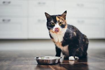 calico cat eating from a bowl