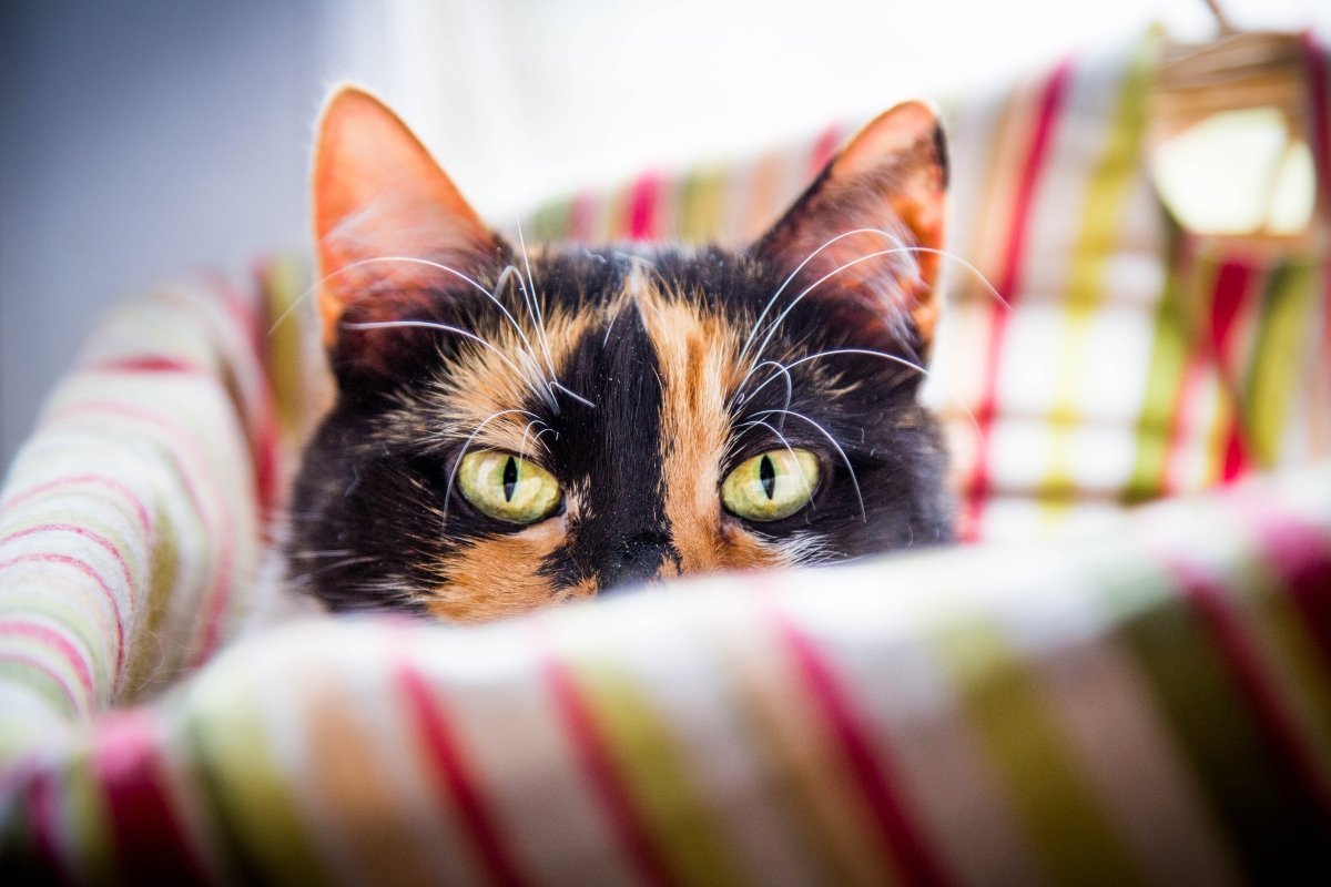 calico cat lying in bed