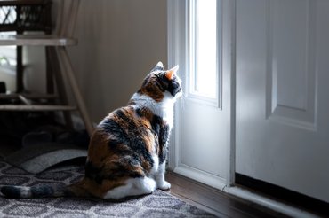 calico cat waiting at the door
