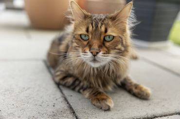 cashmere bengal