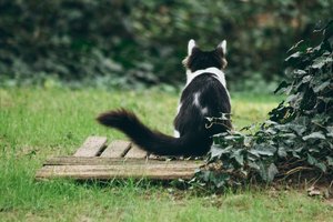 cat sitting in the yard