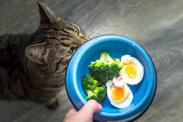 cat and a bowl of egg and broccoli
