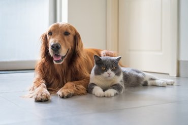 cat and a dog