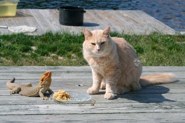 cat and bearded dragon