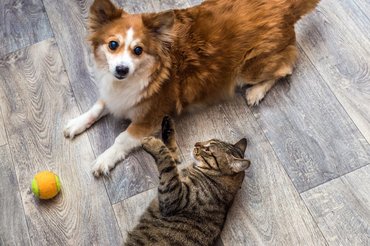 cat and dog playing with a ball