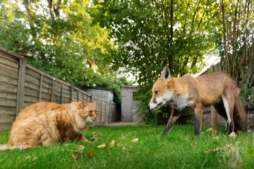 cat and fox meeting
